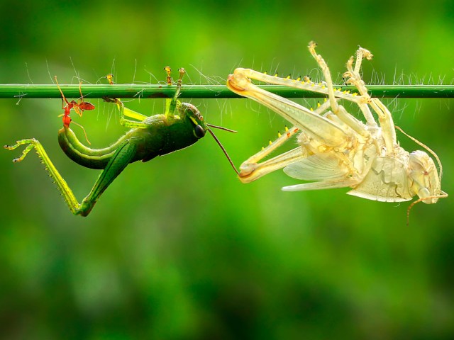 A  grasshopper on a grass stalk emerges from its old skin