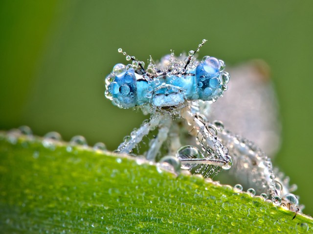 Dragonfly perches on a dew-soaked leaf